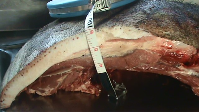 shield 3 yr old boar (singed).JPG